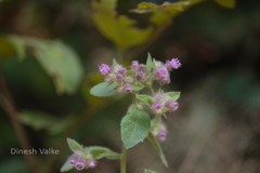 Blumea neilgherrensis